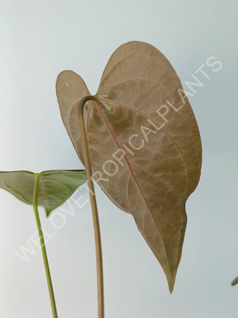 Anthurium Queen of Heart