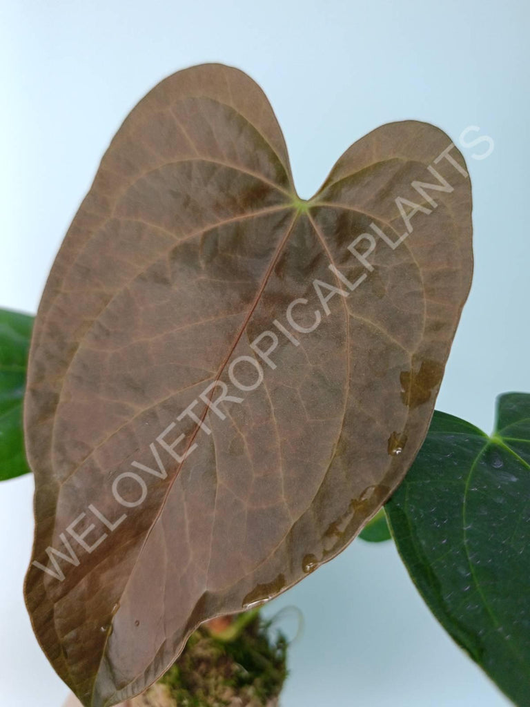 Anthurium Queen of Heart