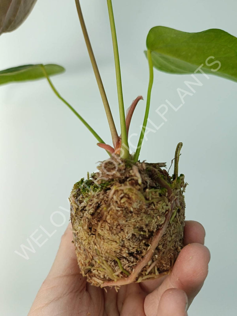 Anthurium Queen of Heart