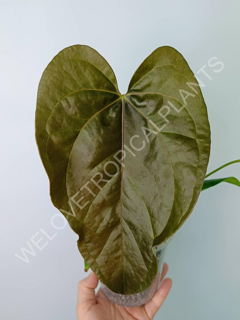 Anthurium Queen of Heart