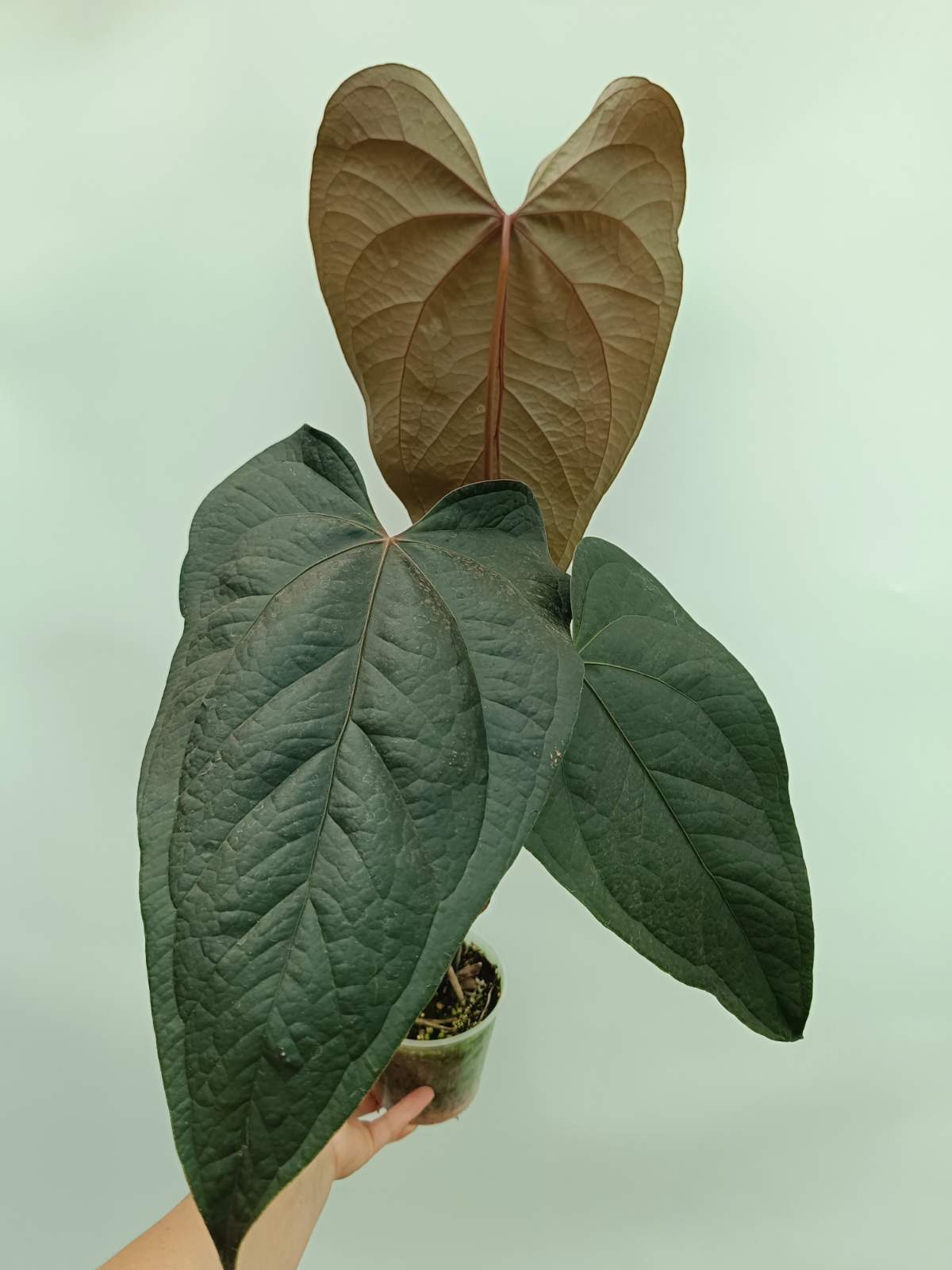 Anthurium Queen of Heart | Welovetropicalplants