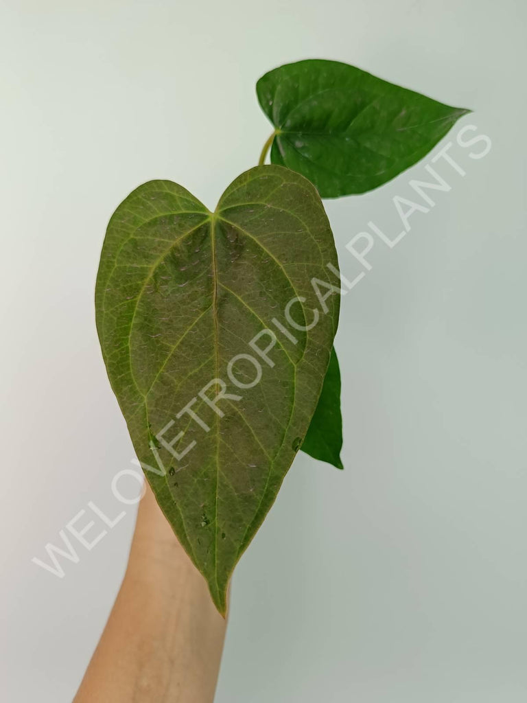 Anthurium Queen of Heart