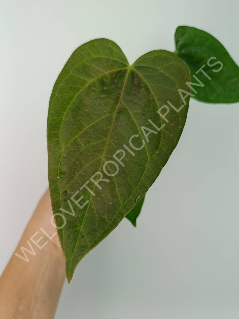 Anthurium Queen of Heart