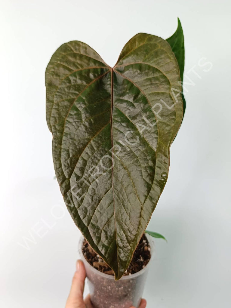 Anthurium queen of heart