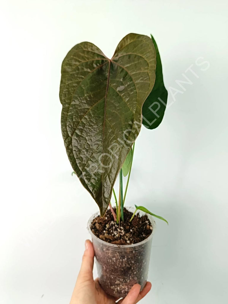 Anthurium queen of heart