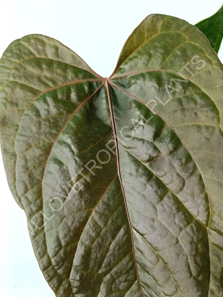 Anthurium queen of heart