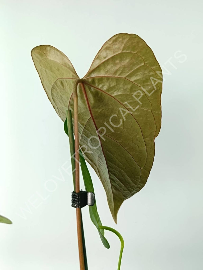 Anthurium queen of heart