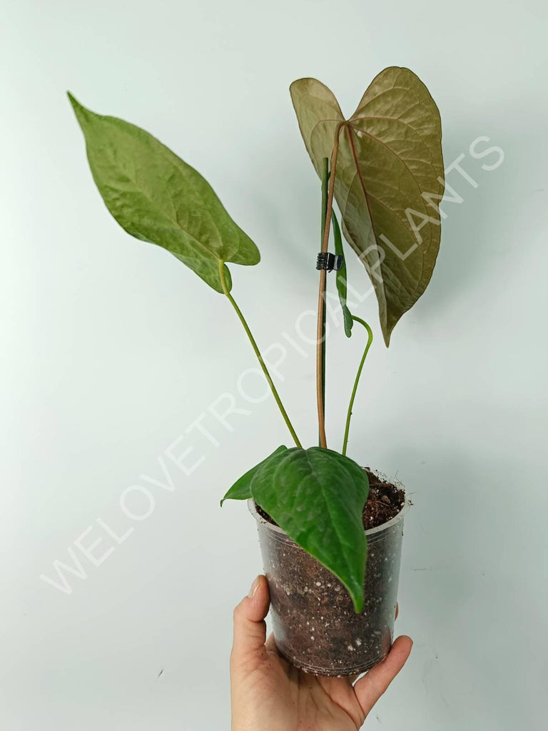 Anthurium queen of heart