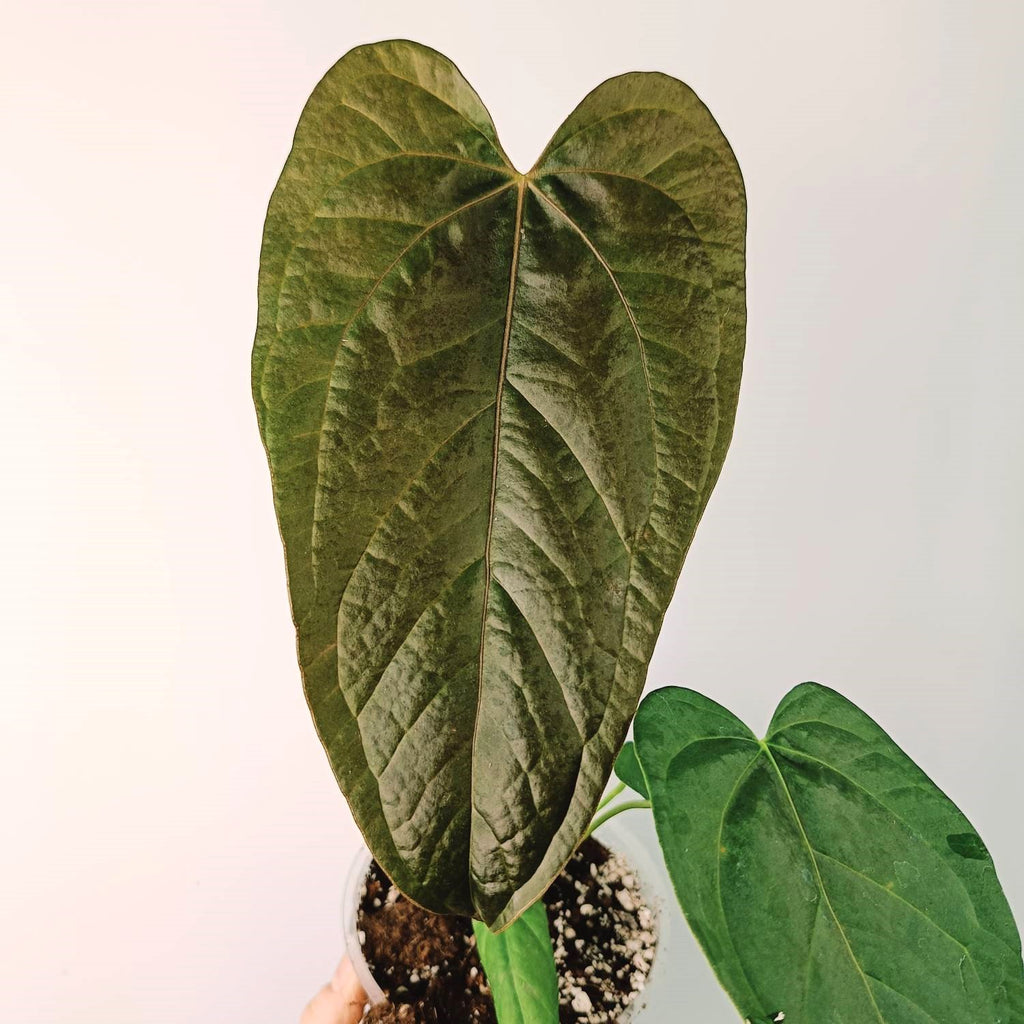 Anthurium Queen of Heart