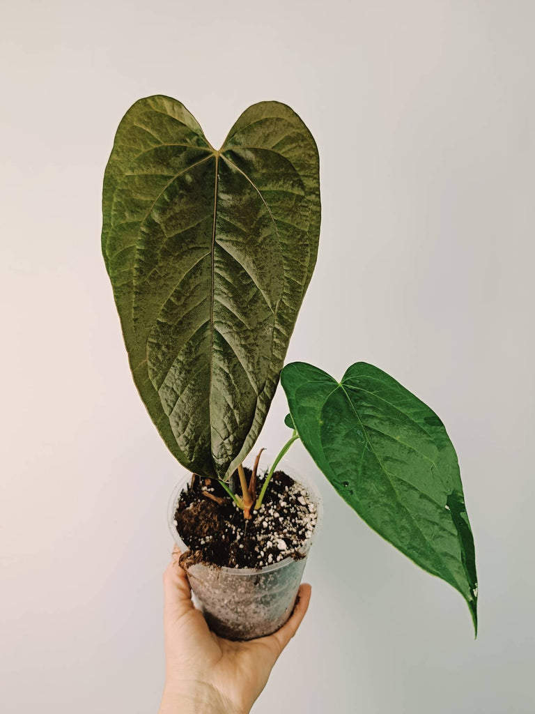 Anthurium Queen of Heart