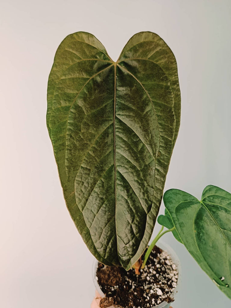 Anthurium Queen of Heart