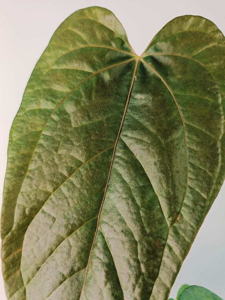 Anthurium Queen of Heart