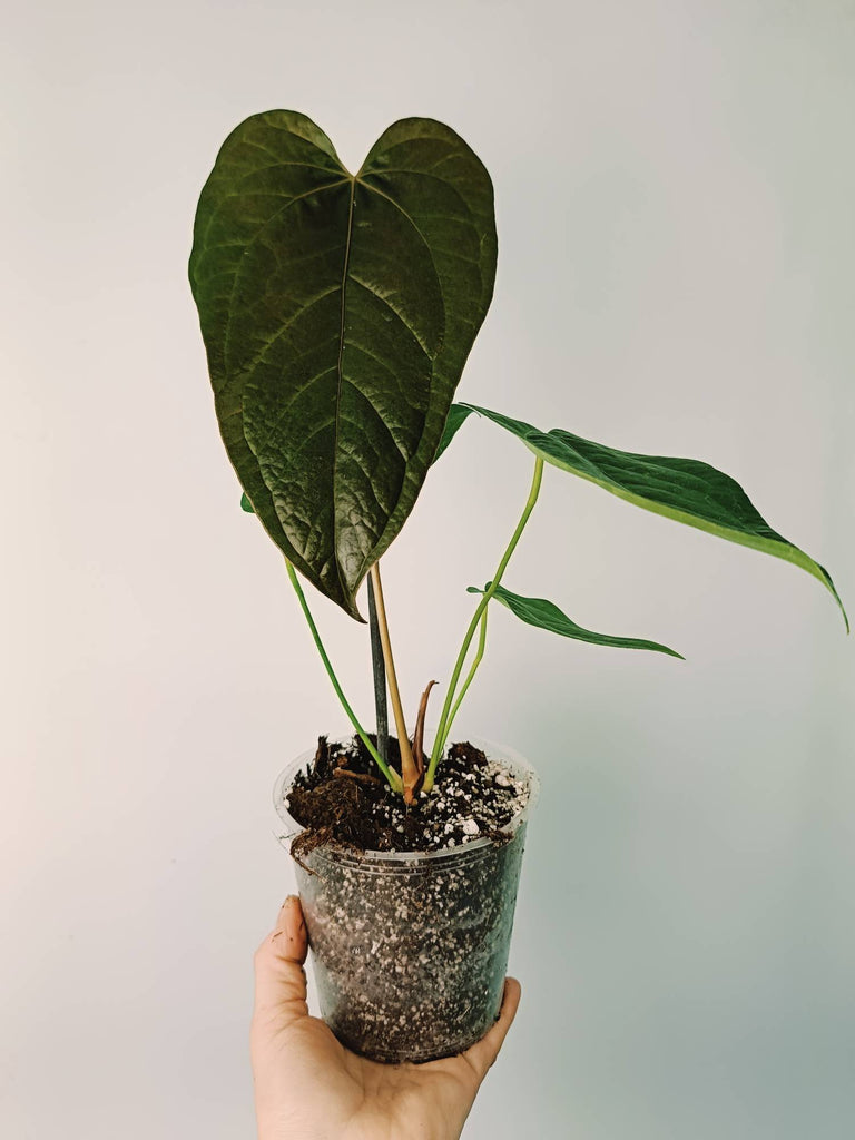 Anthurium Queen of Heart