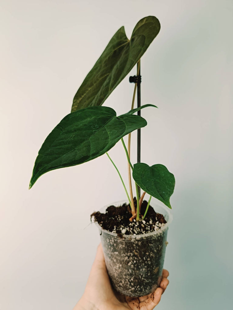 Anthurium Queen of Heart