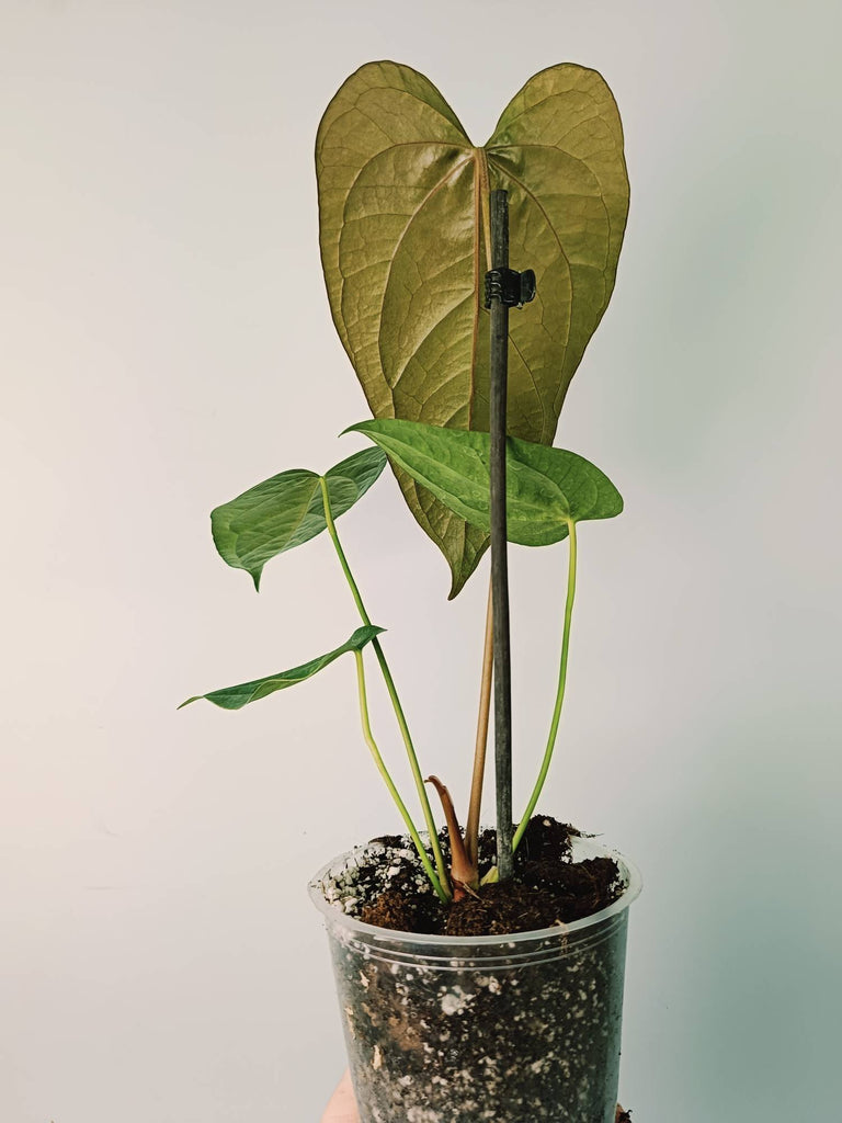 Anthurium Queen of Heart