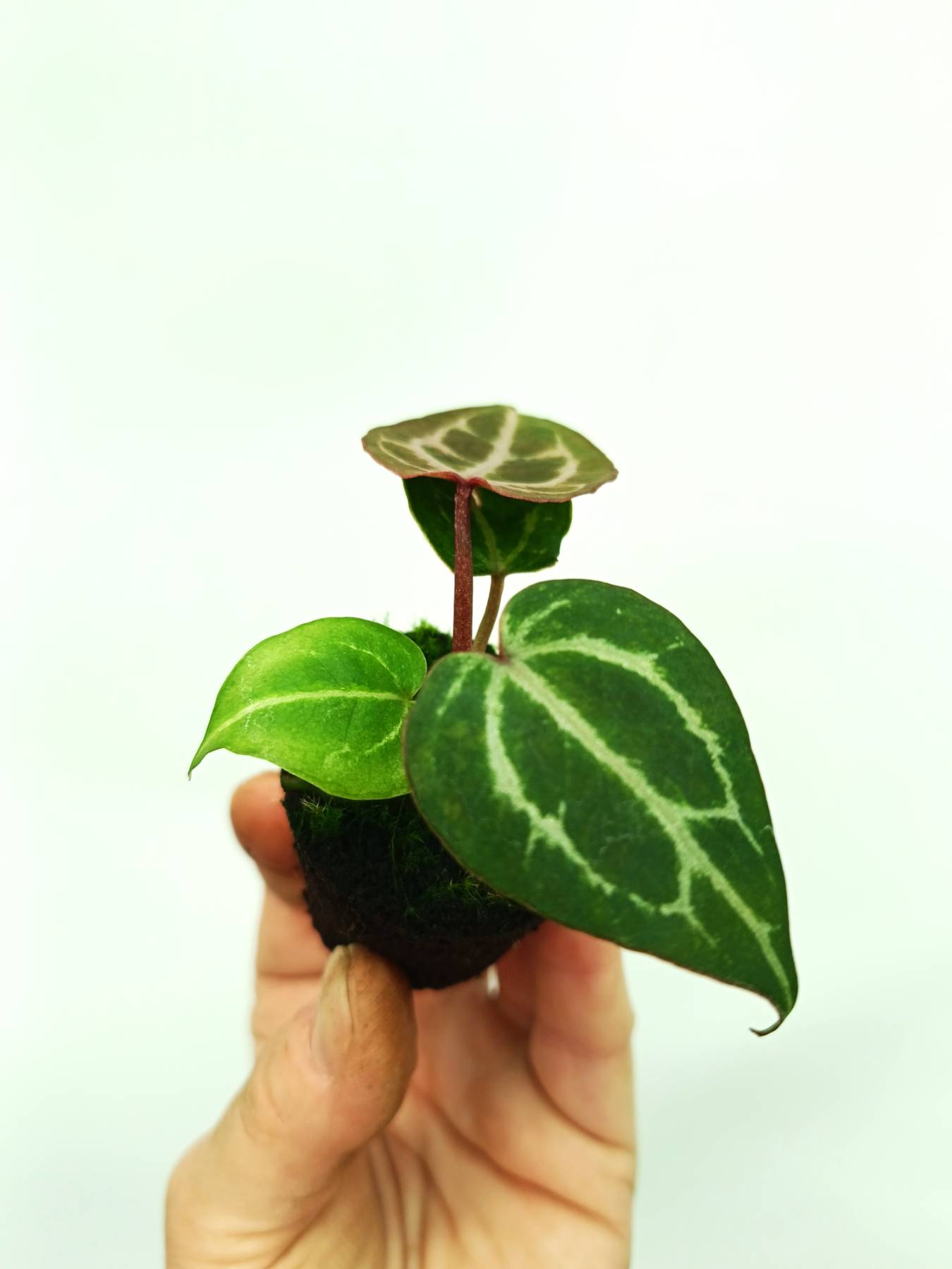 anthurium crystallinum red stem Anthurium red crystallinum (young plant)