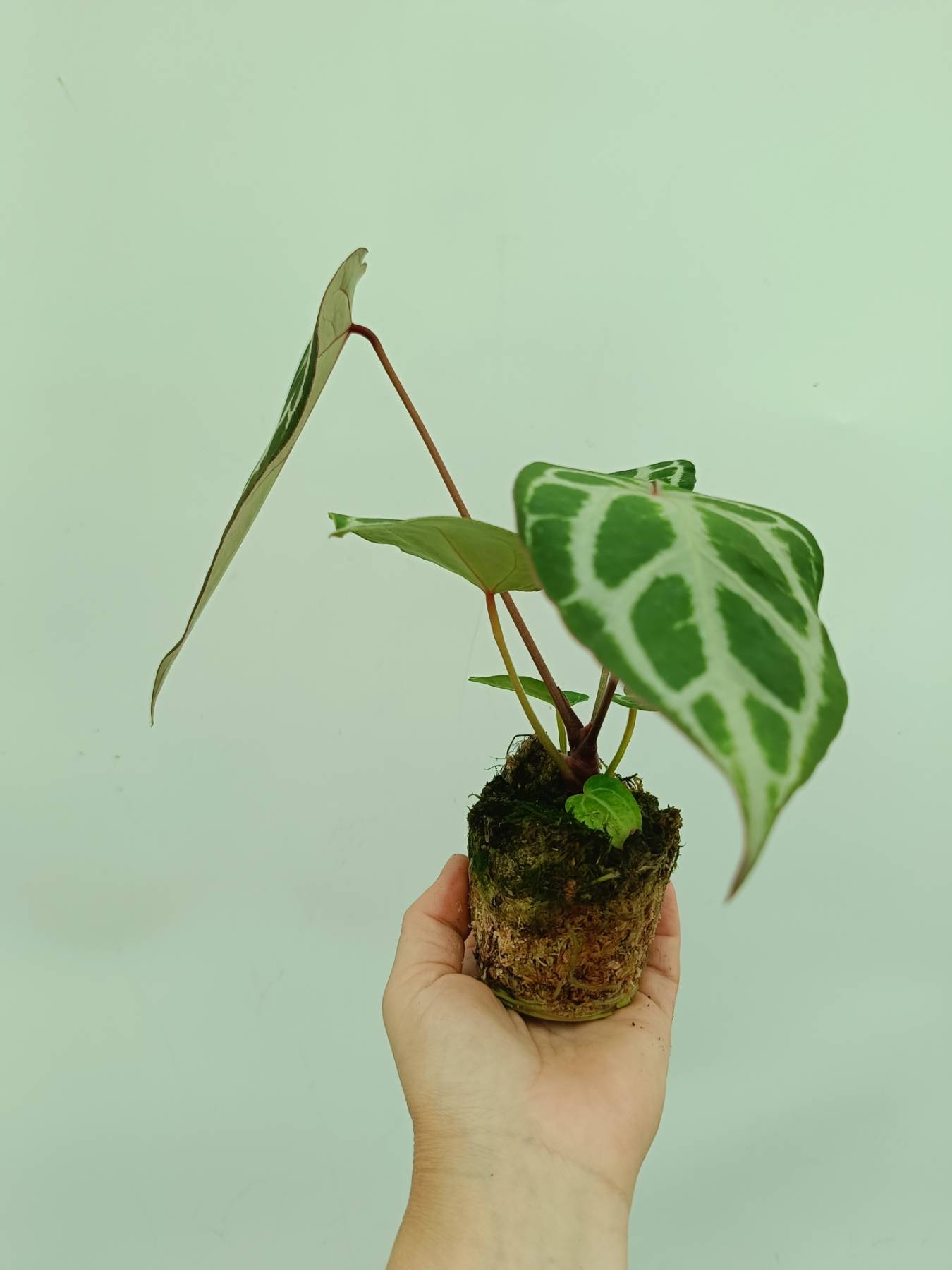 Anthurium Red Crystallinum x Silver ablush | Welovetropicalplants