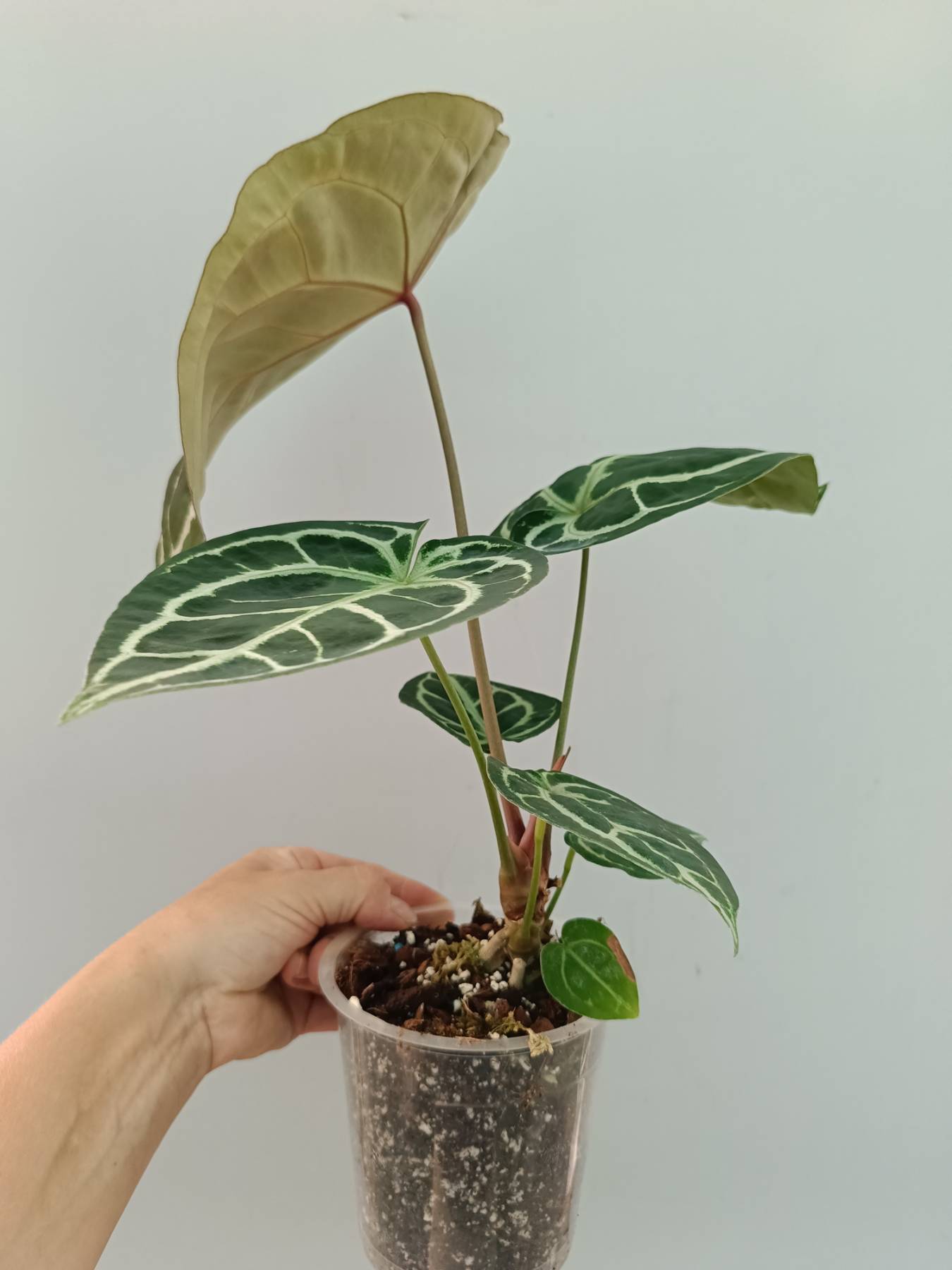 Anthurium Red Crystallinum x Silver Blush