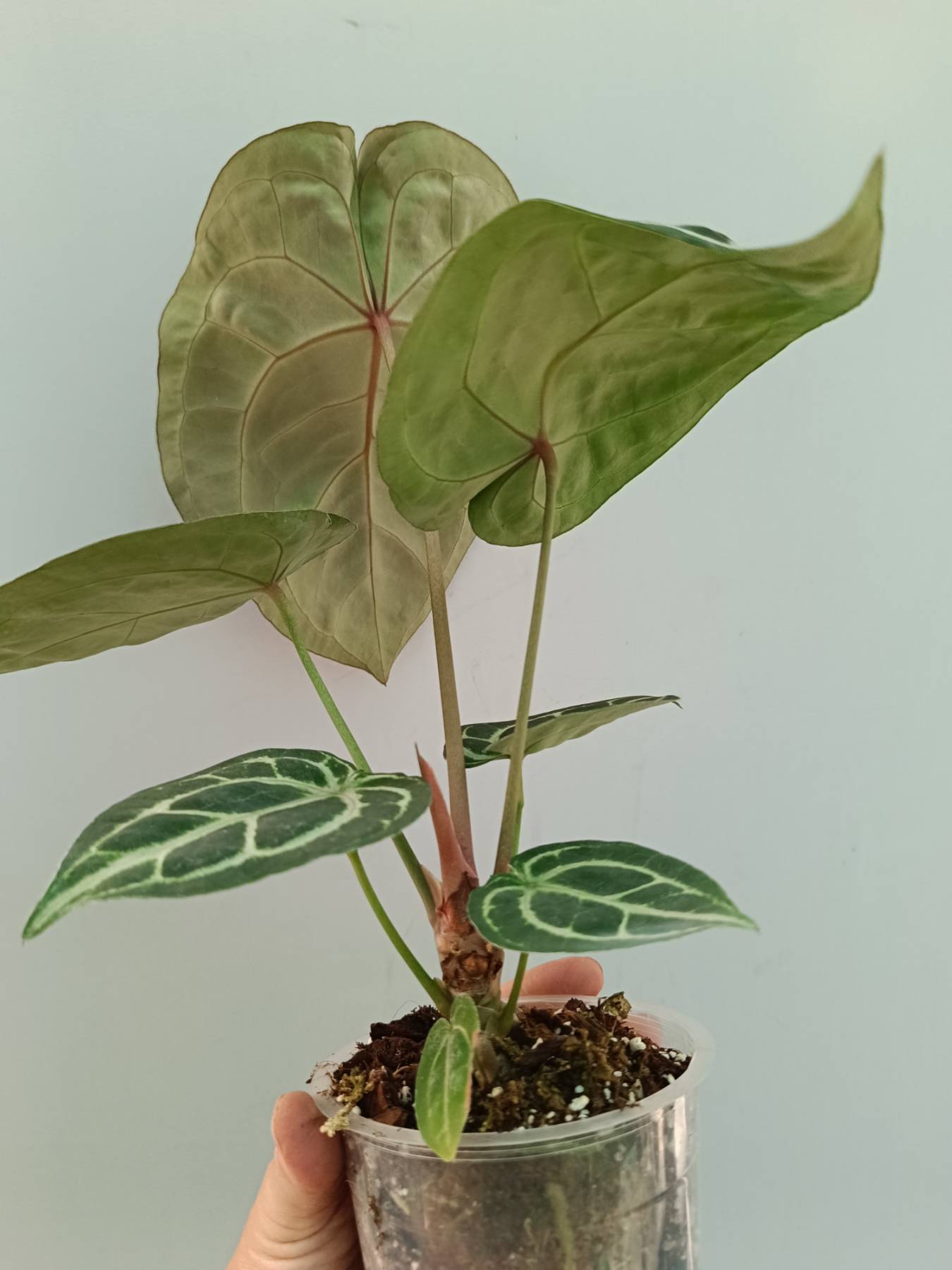 その他観葉植物 PCF Red crystalinum NSE x Sliver Blush Anthurium Red Crystallinum x Silver Blush | Welovetropicalplants