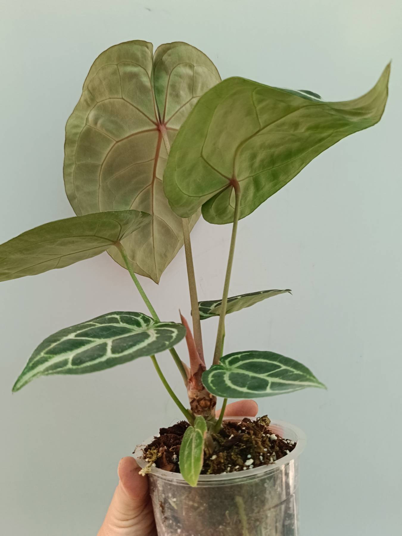 Anthurium Red Crystallinum x Silver Blush