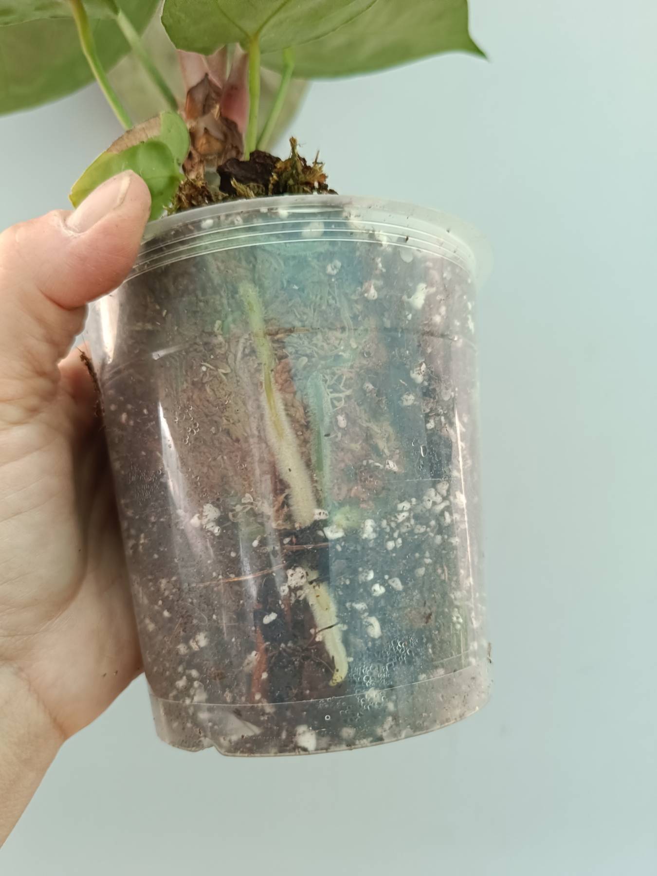 Anthurium Red Crystallinum x Silver Blush