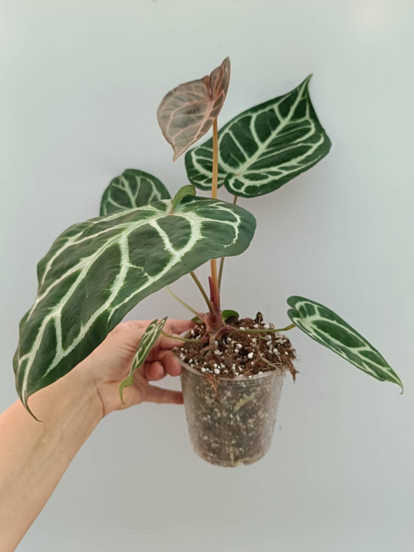 Anthurium Red Crystallinum x Silver Blush