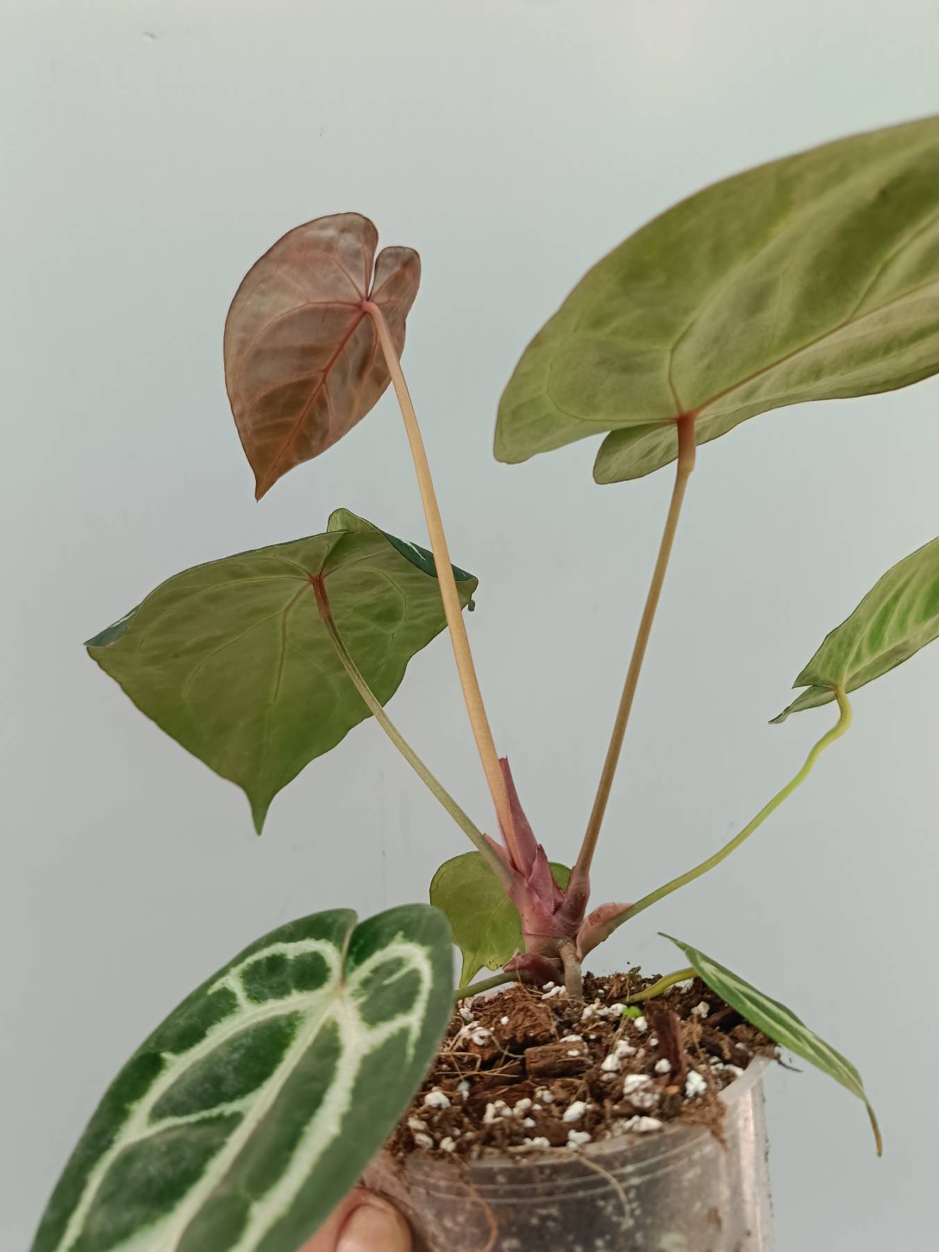 blush anthurium Anthurium Red Crystallinum x Silver Blush