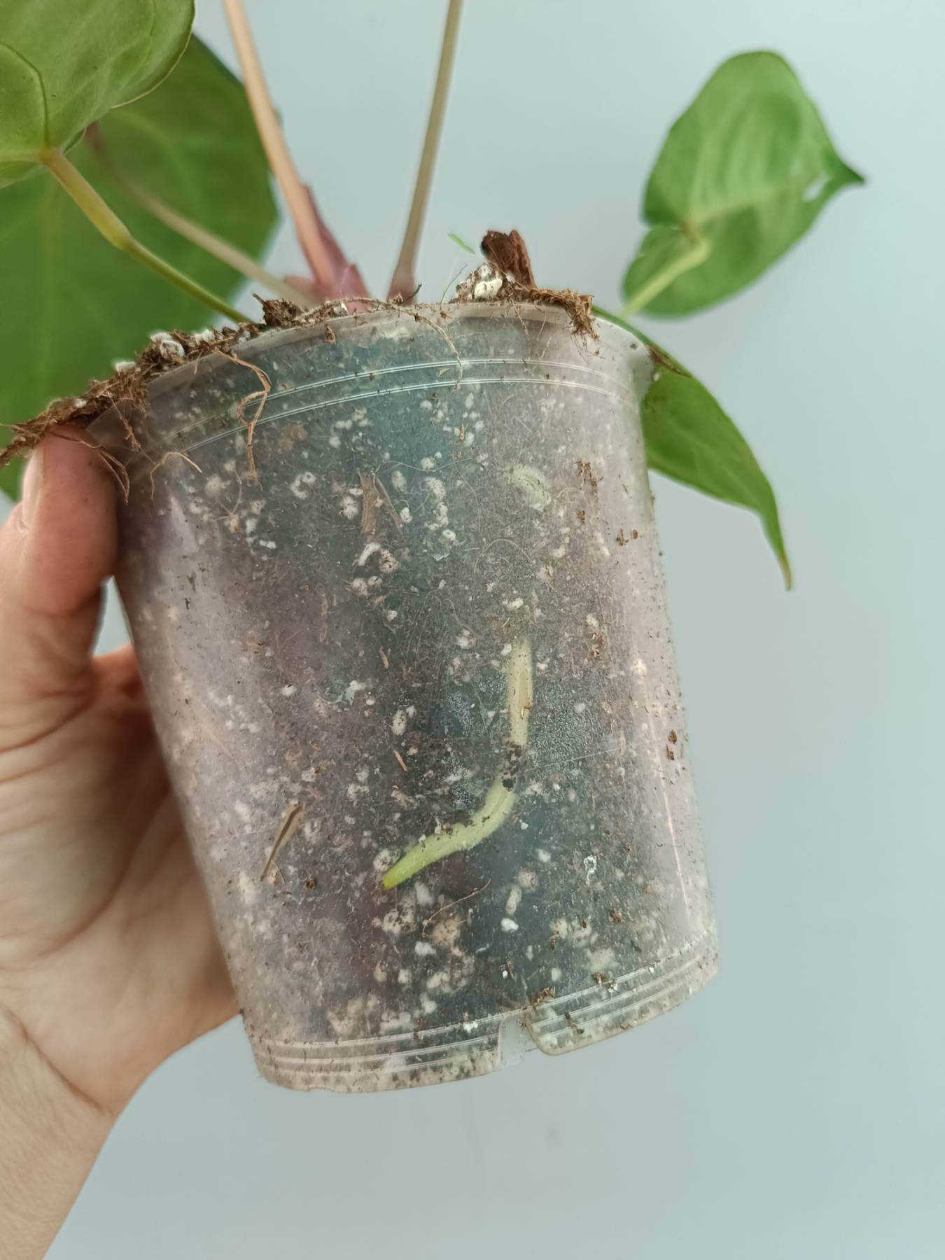 Anthurium Red Crystallinum x Silver Blush
