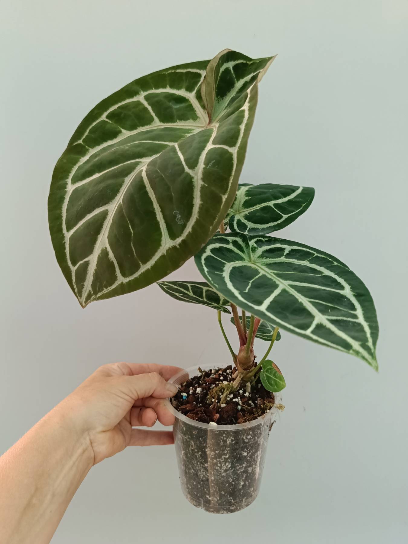 anthurium red crystallinum x forgetii Anthurium Red Crystallinum x Silver Blush