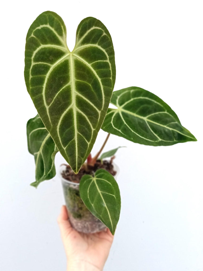 Anthurium regale