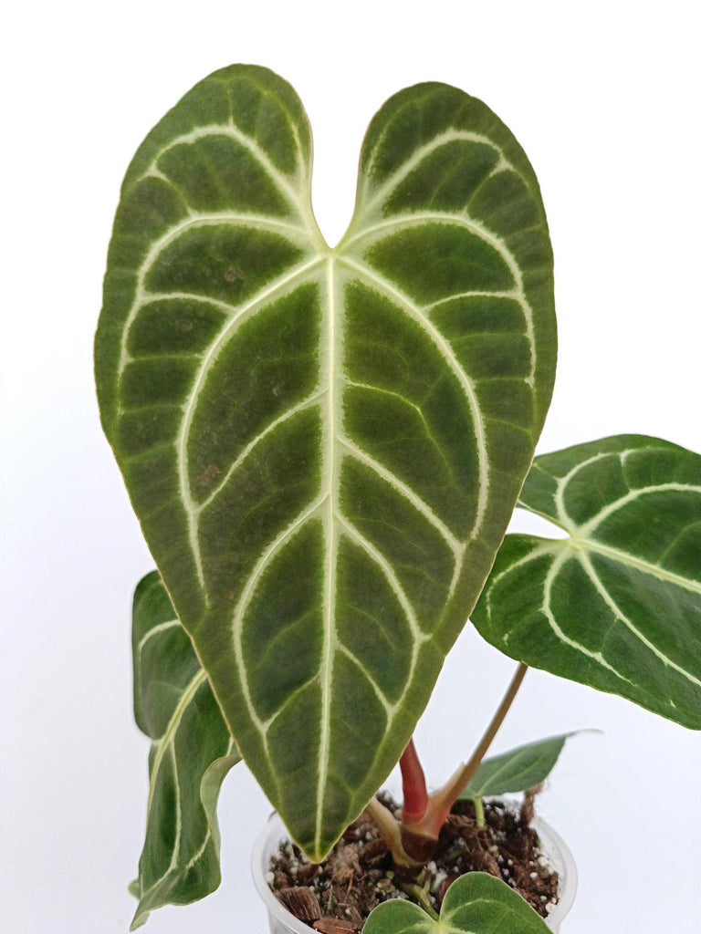 Anthurium regale