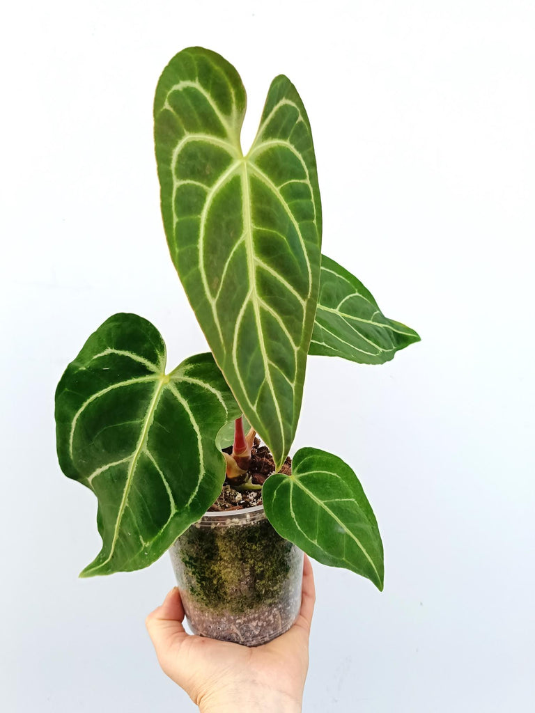 Anthurium regale