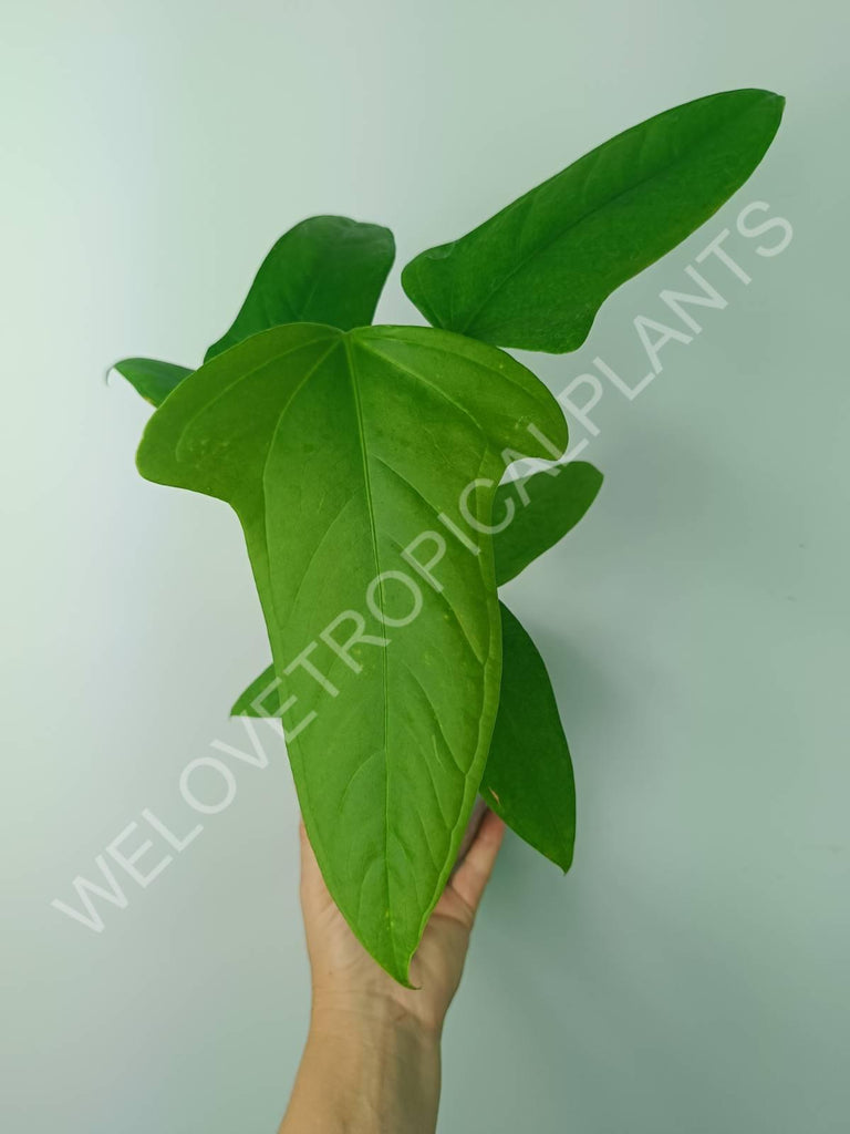 Anthurium sp 2