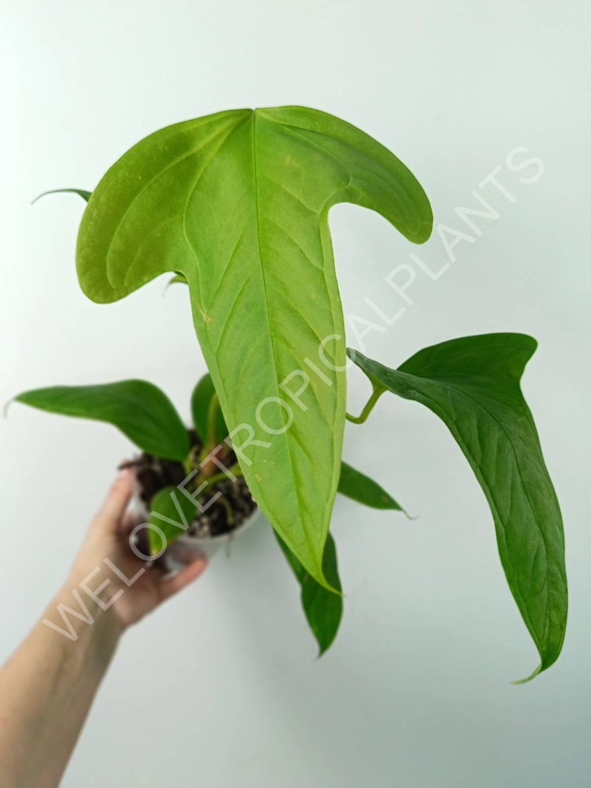 Anthurium SP 2