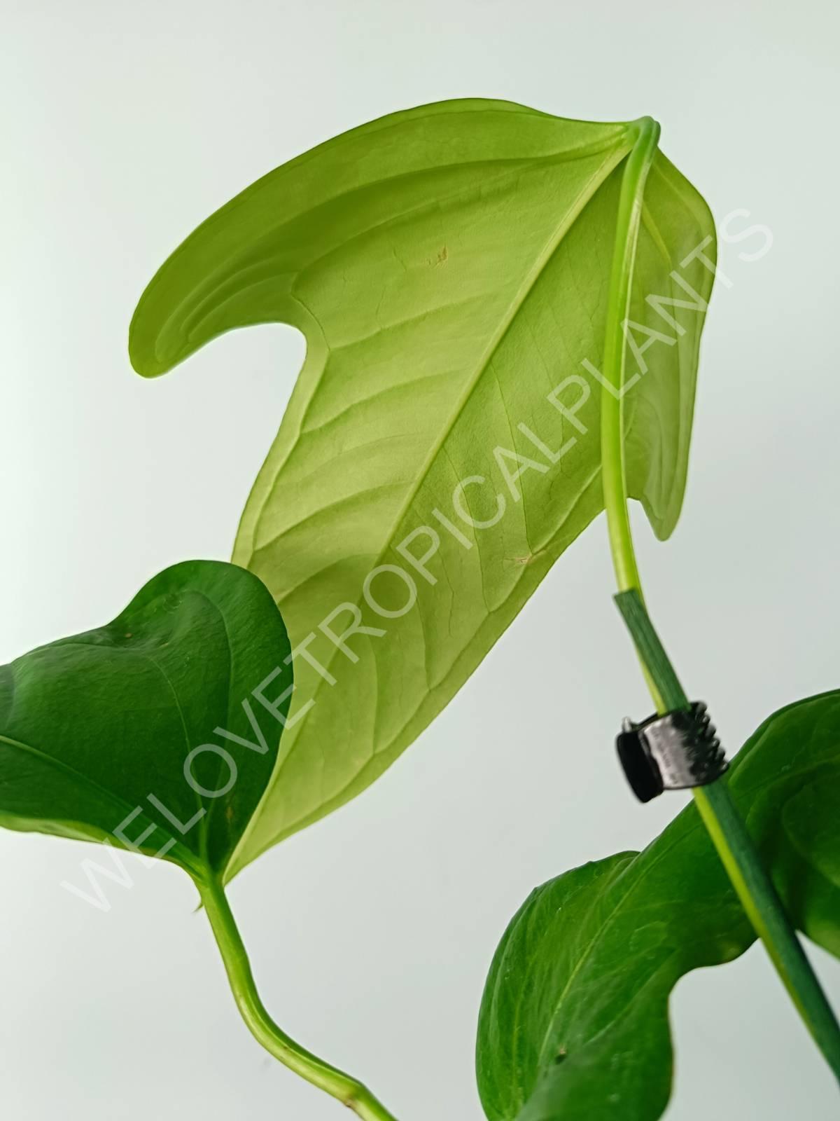 Anthurium SP 2