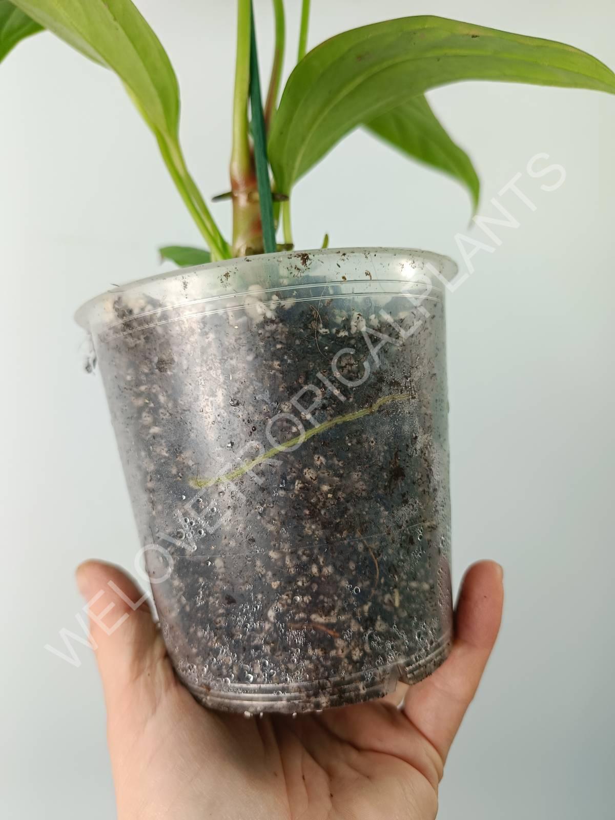Anthurium SP 2