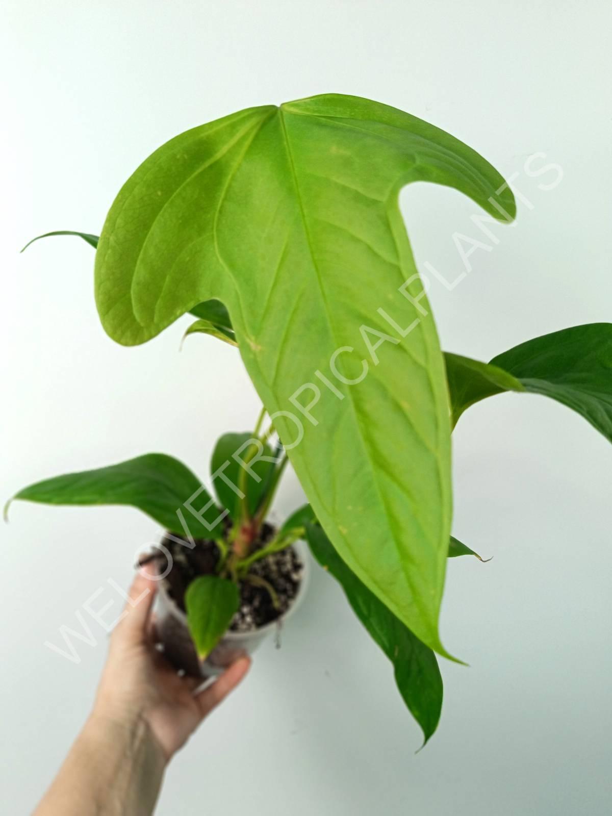 Anthurium SP 2
