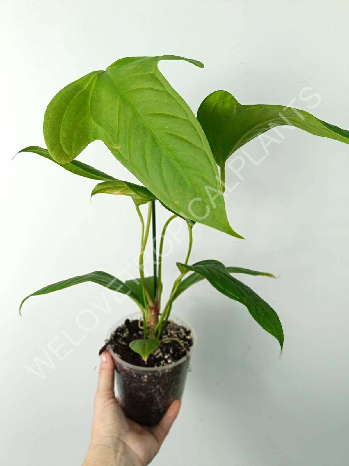 Anthurium SP 2