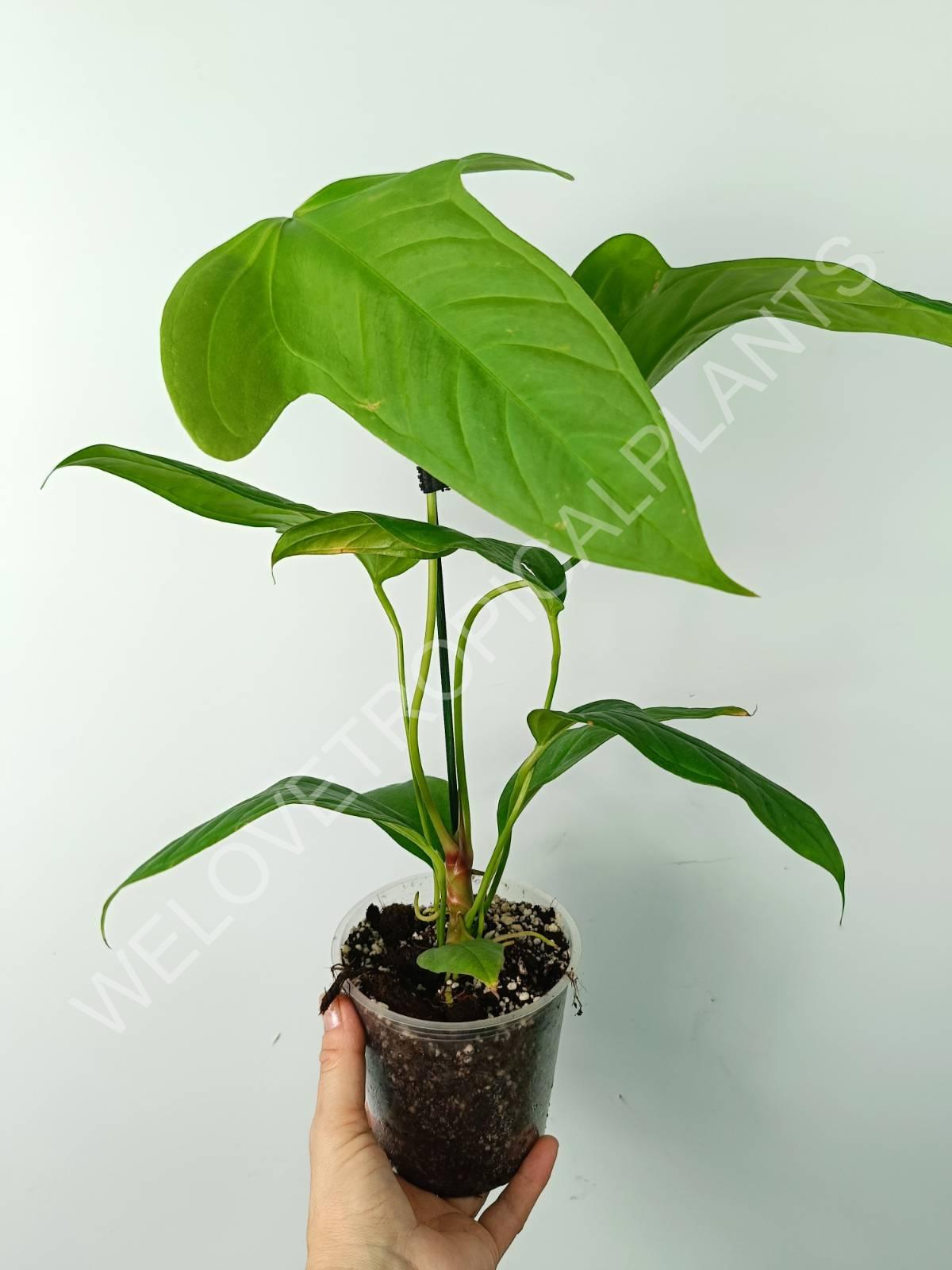 Anthurium SP 2