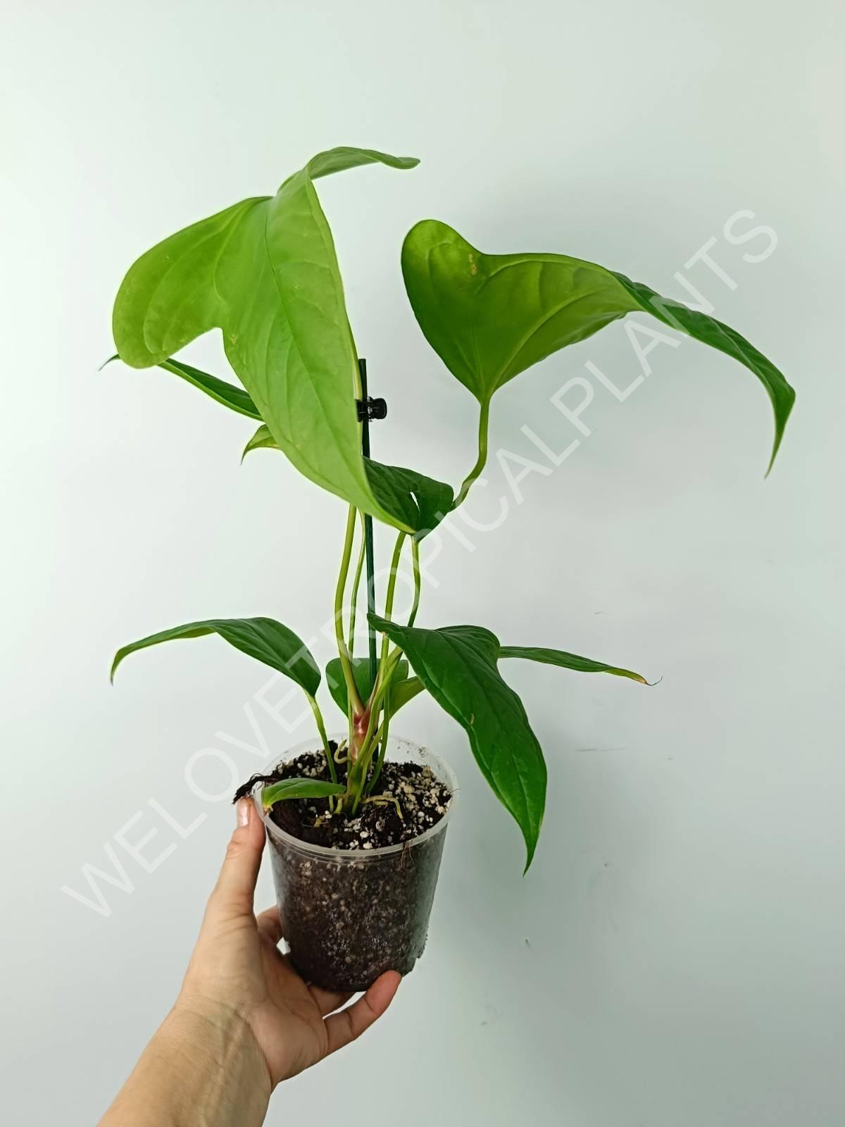 Anthurium SP 2