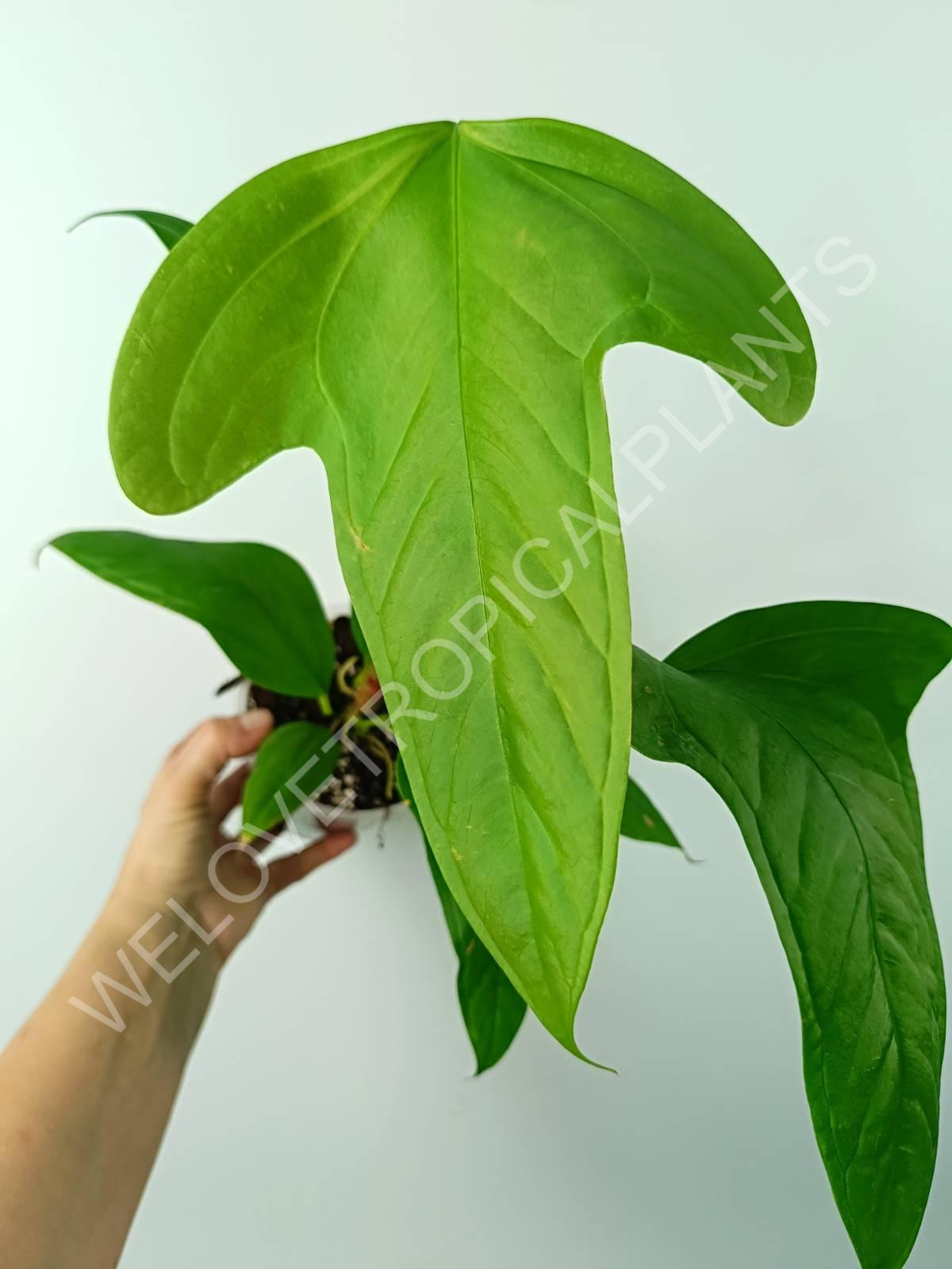 Anthurium SP 2