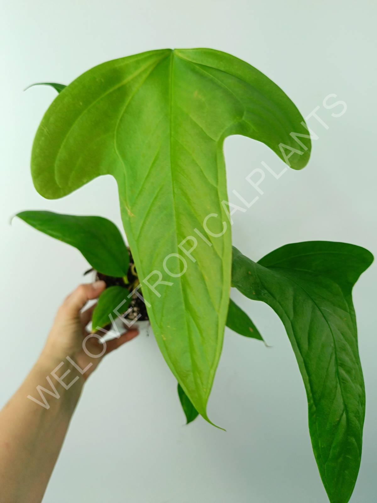 Anthurium SP 2