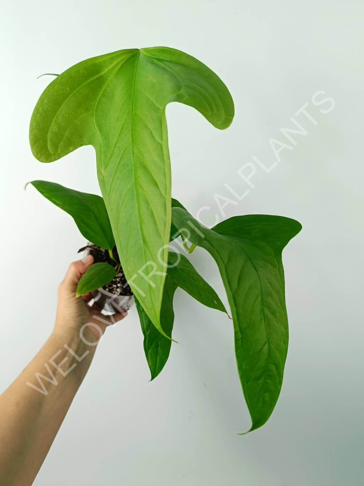 Anthurium SP 2