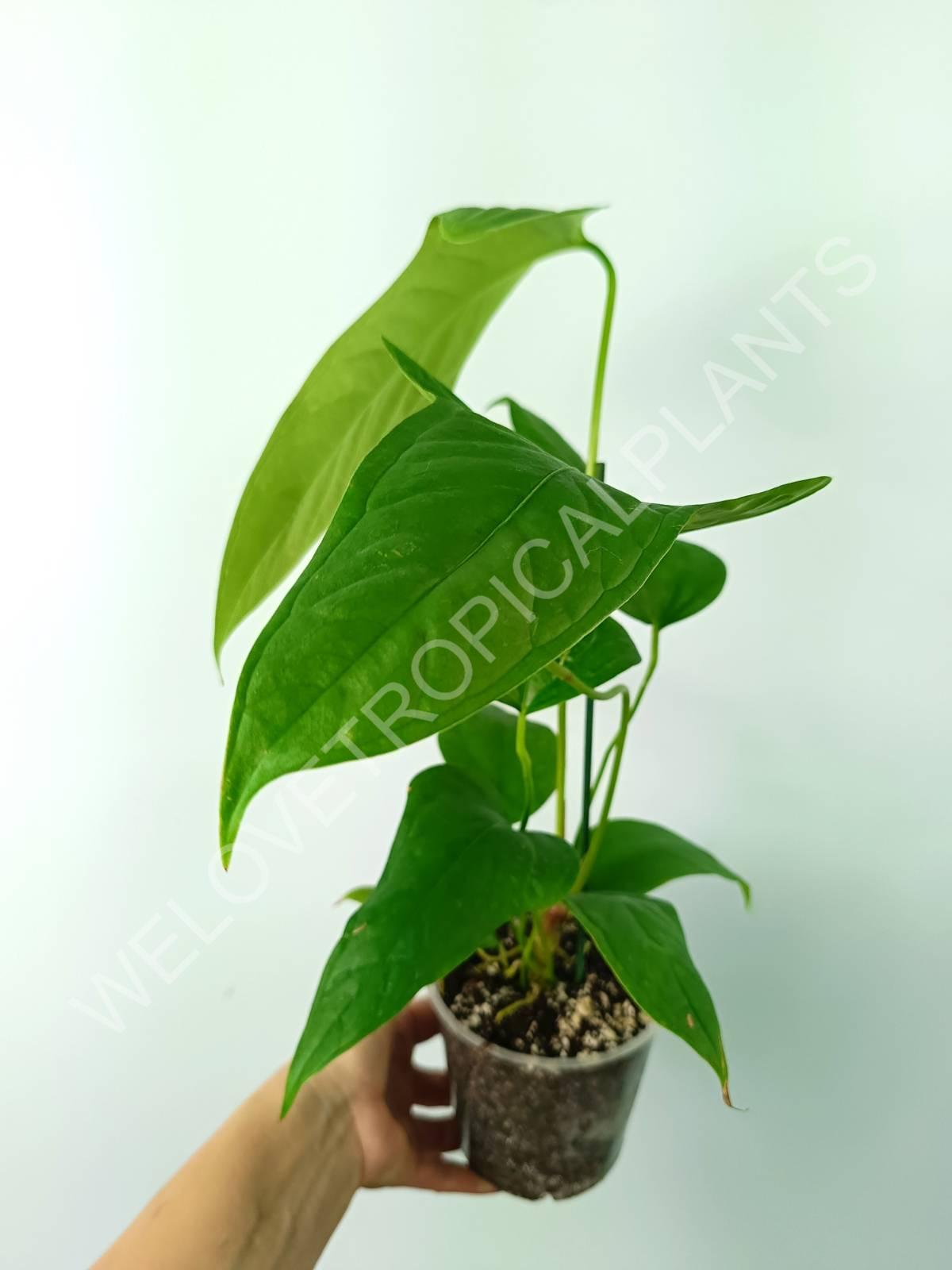 Anthurium SP 2