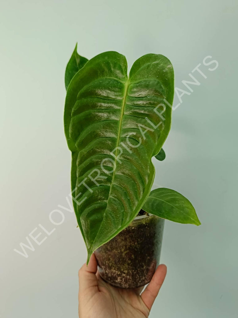 Anthurium veitchii narrow