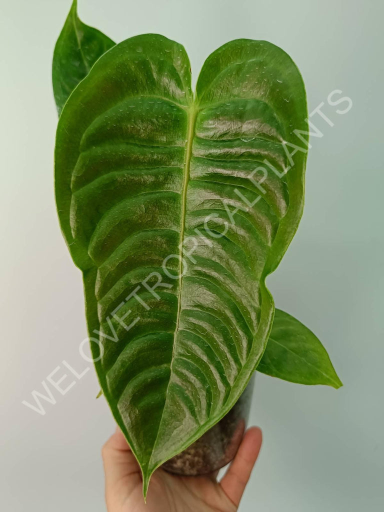 Anthurium veitchii narrow