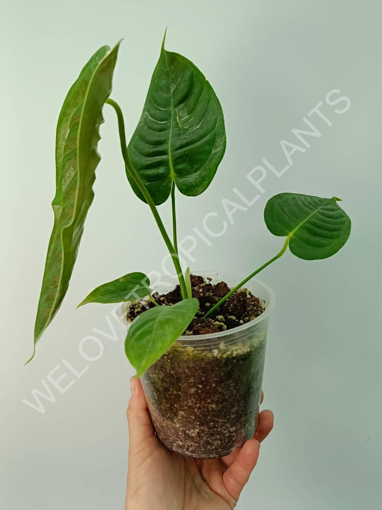 Anthurium veitchii narrow