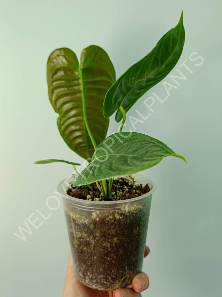 Anthurium veitchii narrow