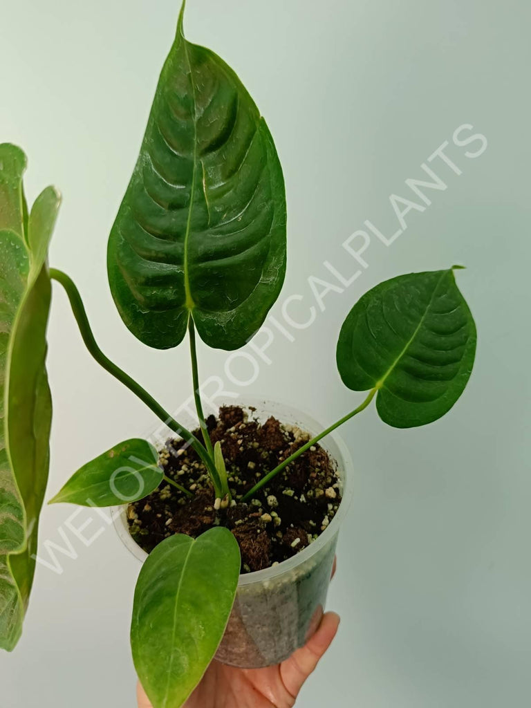 Anthurium veitchii narrow