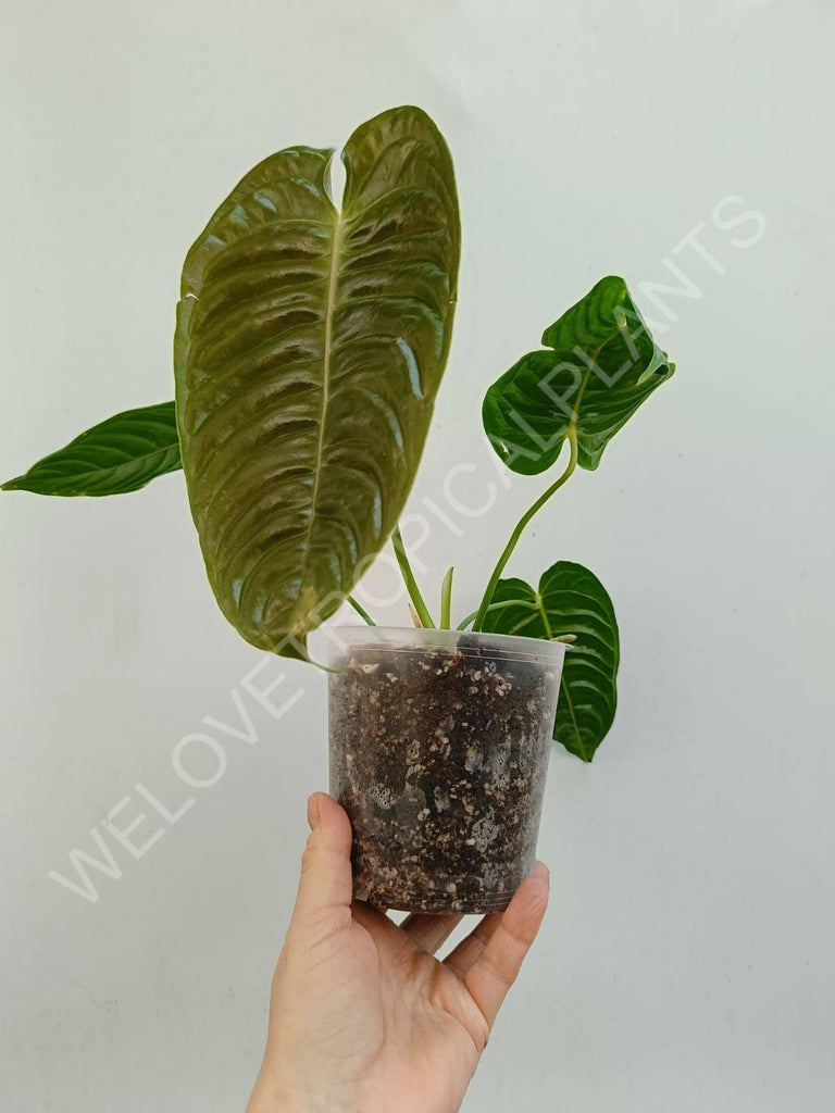 Anthurium veitchii narrow